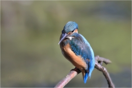<p>LEDŇÁČEK ŘÍČNÍ (Alcedo attis) Šluknovsko - Jiříkov /Common kingfisher - Eisvogel/</p>